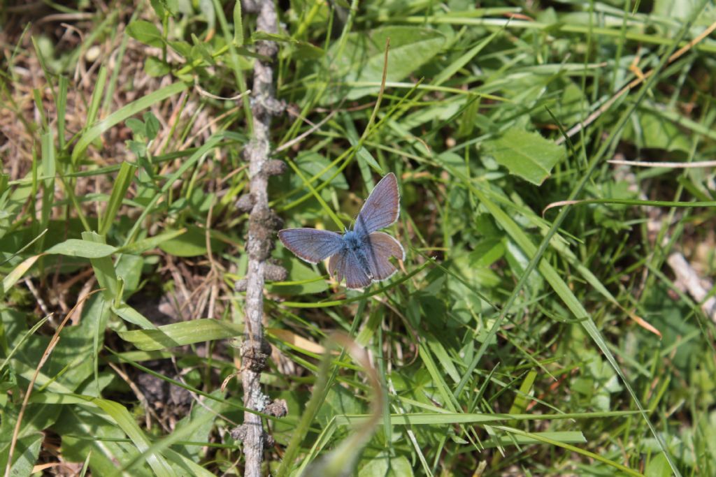 Lycaenidae: Cyaniris semiargus, maschio